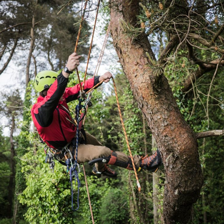 Arborist climbing equipment inspections & Tree Surgeon equipment inspections in Cranbrook, Ashford and across Kent