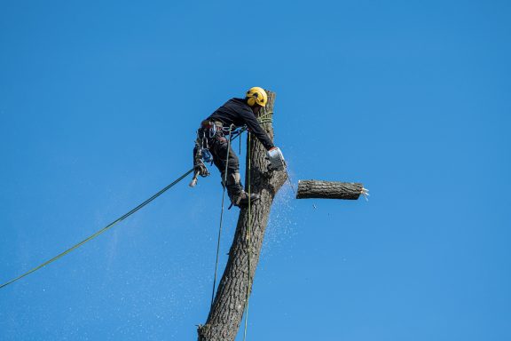 Arborist climbing gear rope access safety harness lanyard LOLER inspection working at height WAH tree surgery safe access